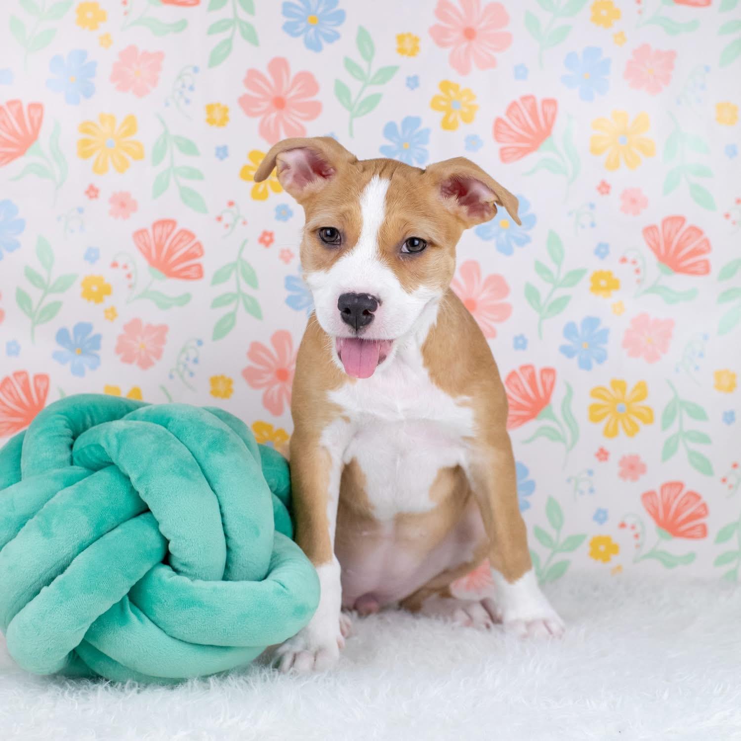 Enlarge JC, a Adoptable mixed breed in Smyrna, GA image 3/3