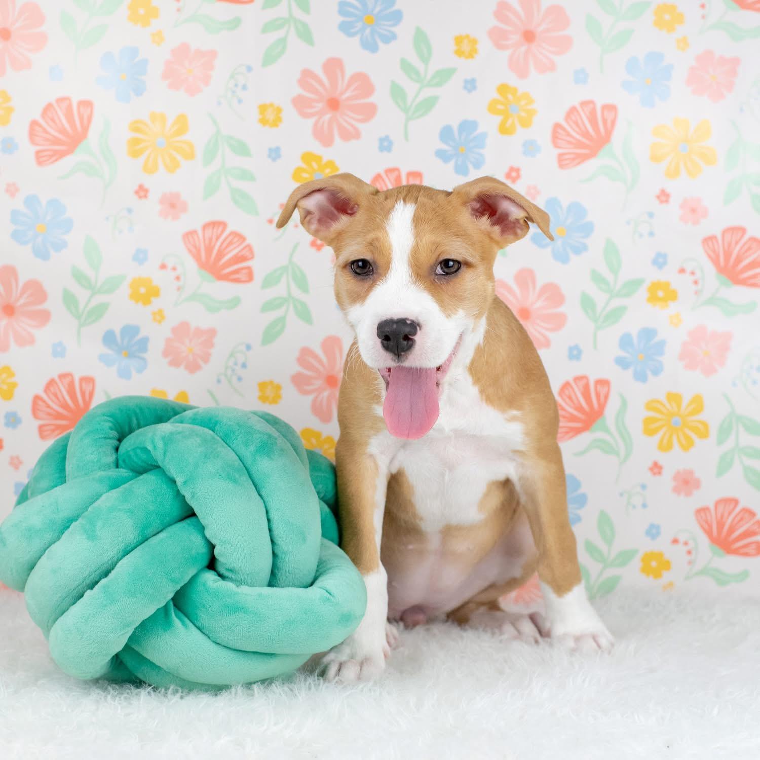 Enlarge JC, a Adoptable mixed breed in Smyrna, GA image 2/3