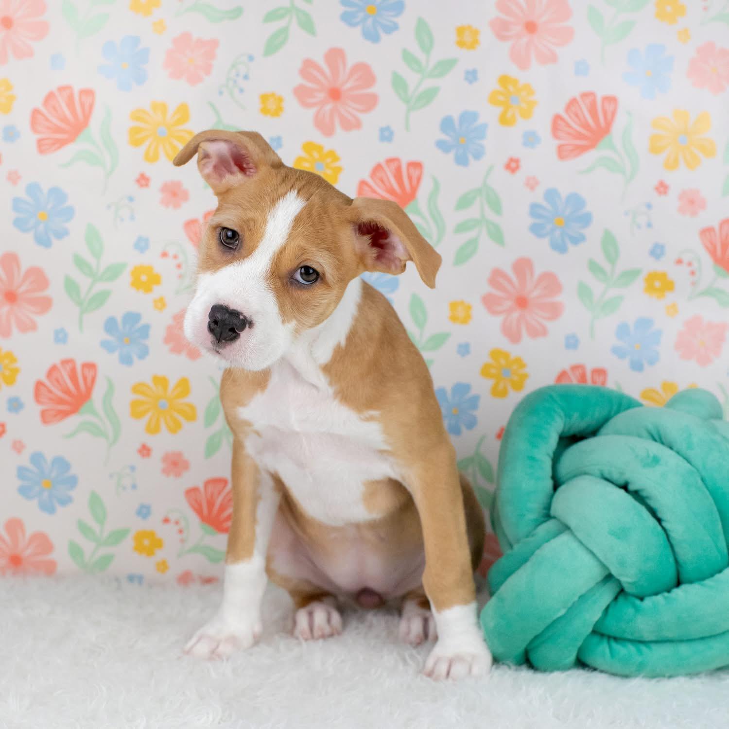 JC, ADOPTABLE, Puppy Female Mixed Breed.