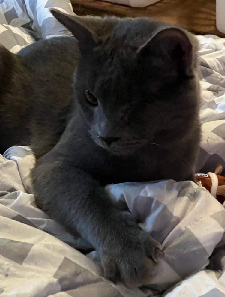 Jethro, Adopted, Young Male Russian Blue.