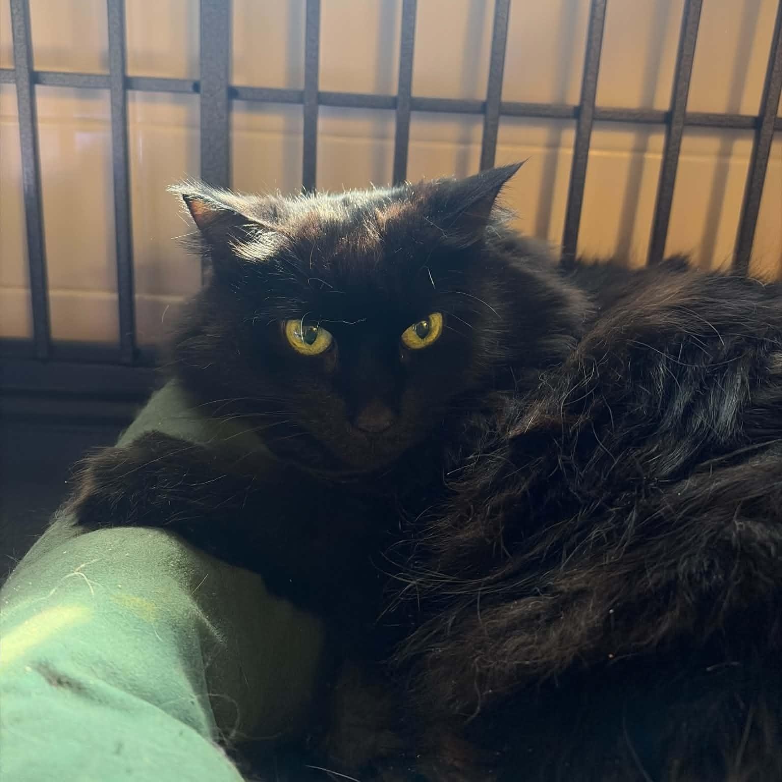 Riley, Adoptable, Adult Female Maine Coon & Domestic Long Hair.