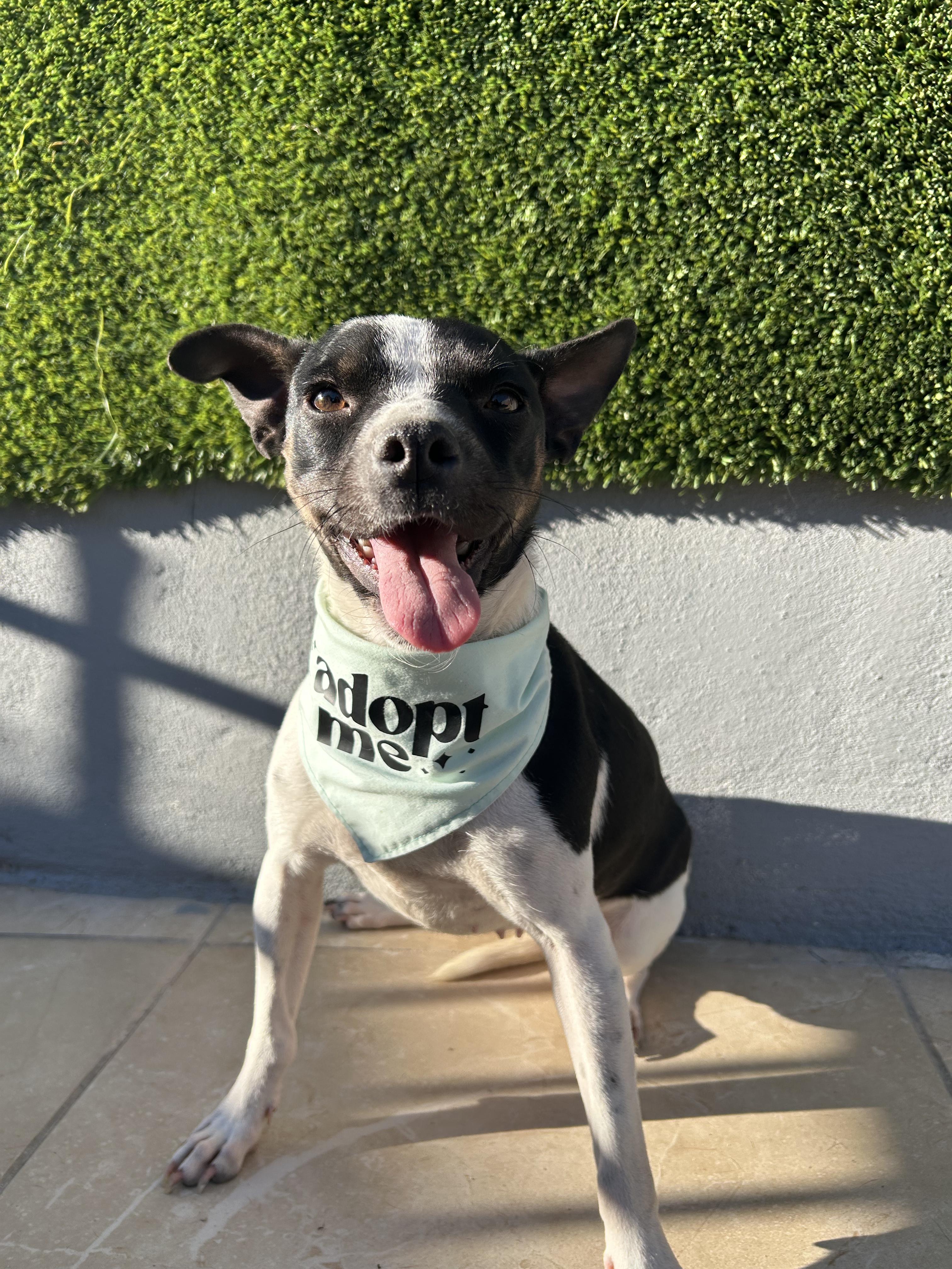 Cruella, adopted, Young Female Chihuahua & Pug.