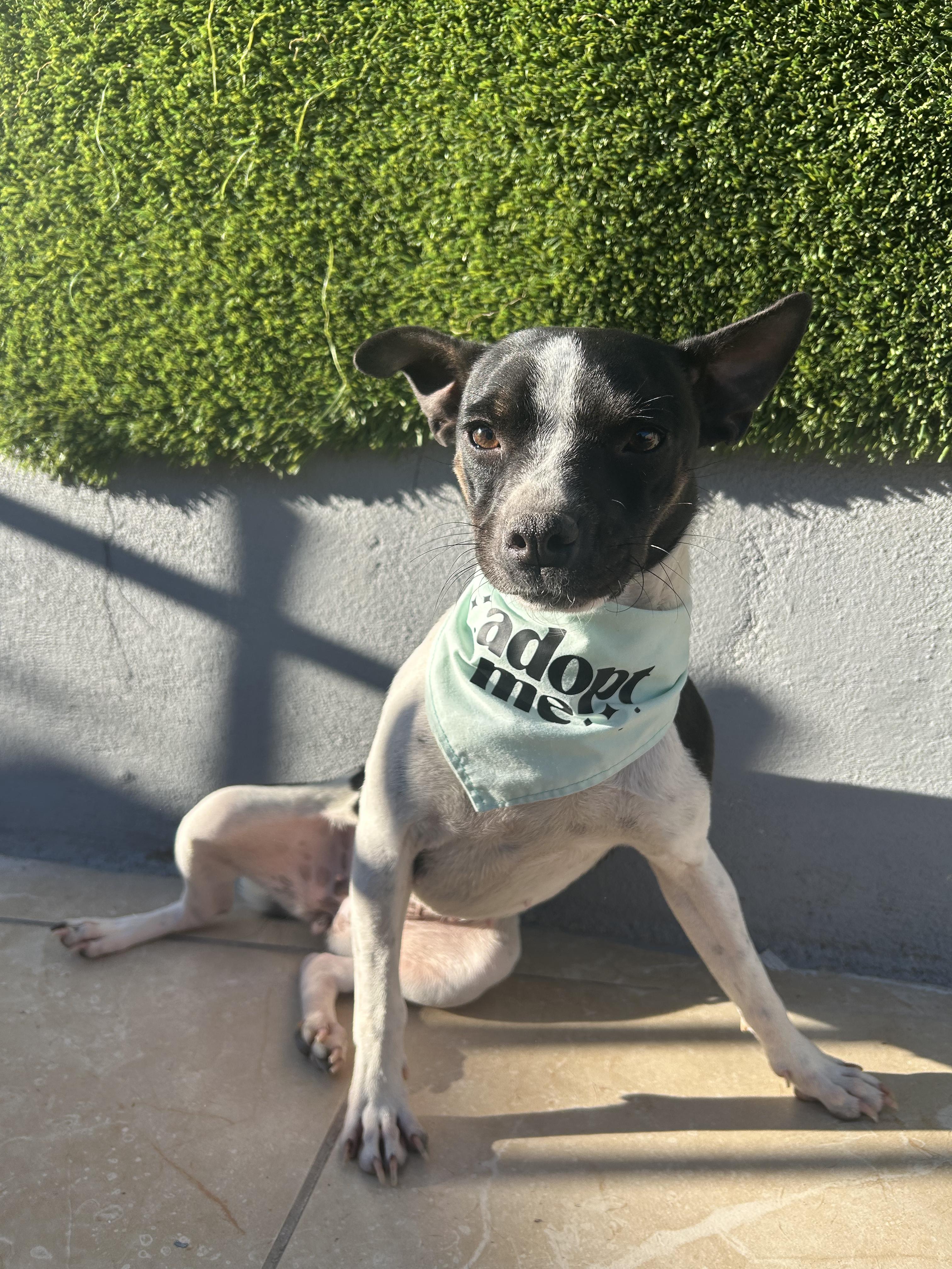 Enlarge Cruella, an adopted mixed breed in Tijuana, BCN image 6/6