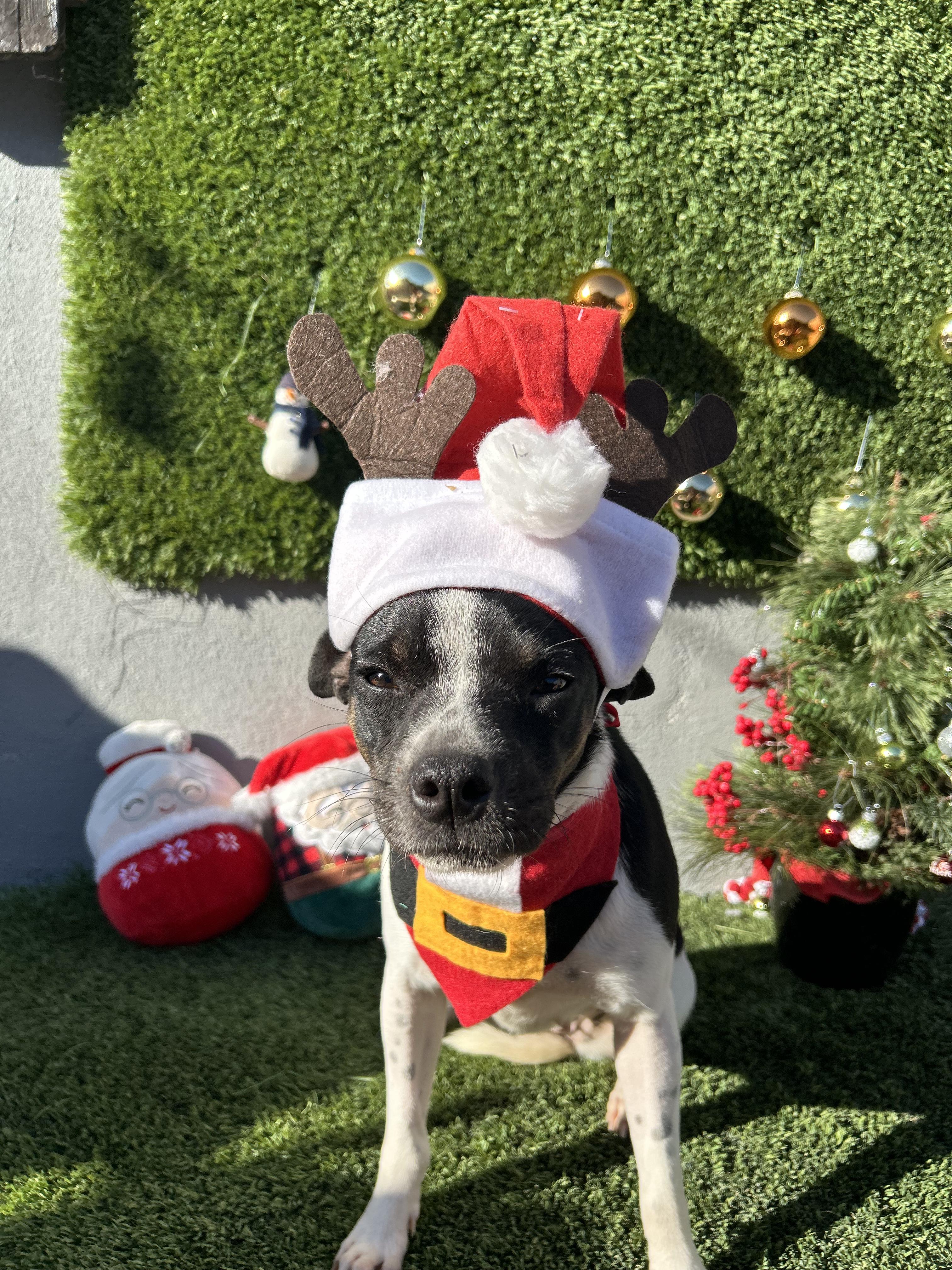 Enlarge Cruella, an adopted mixed breed in Tijuana, BCN image 2/6