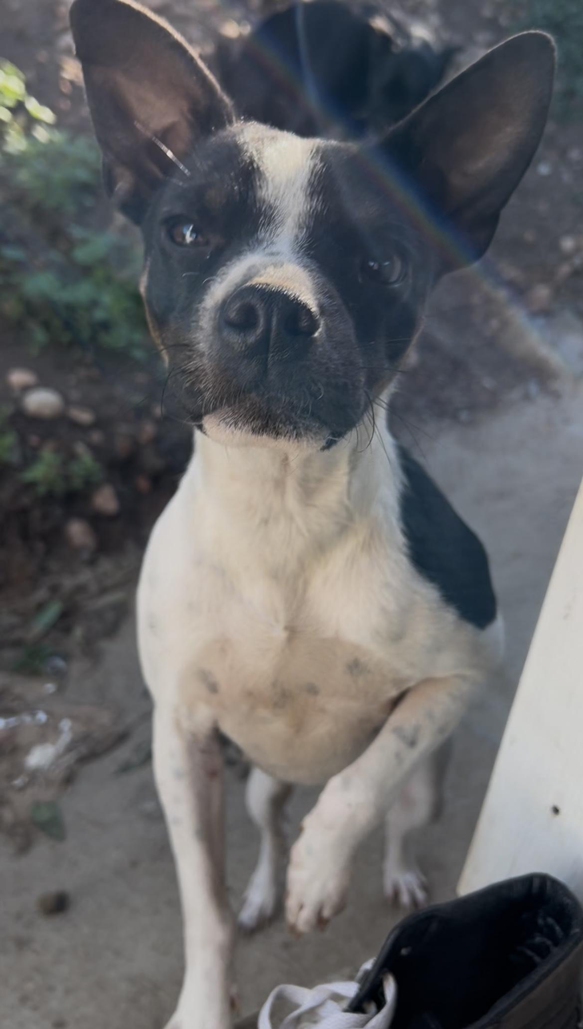 Enlarge Cruella, an adopted mixed breed in Tijuana, BCN image 5/6