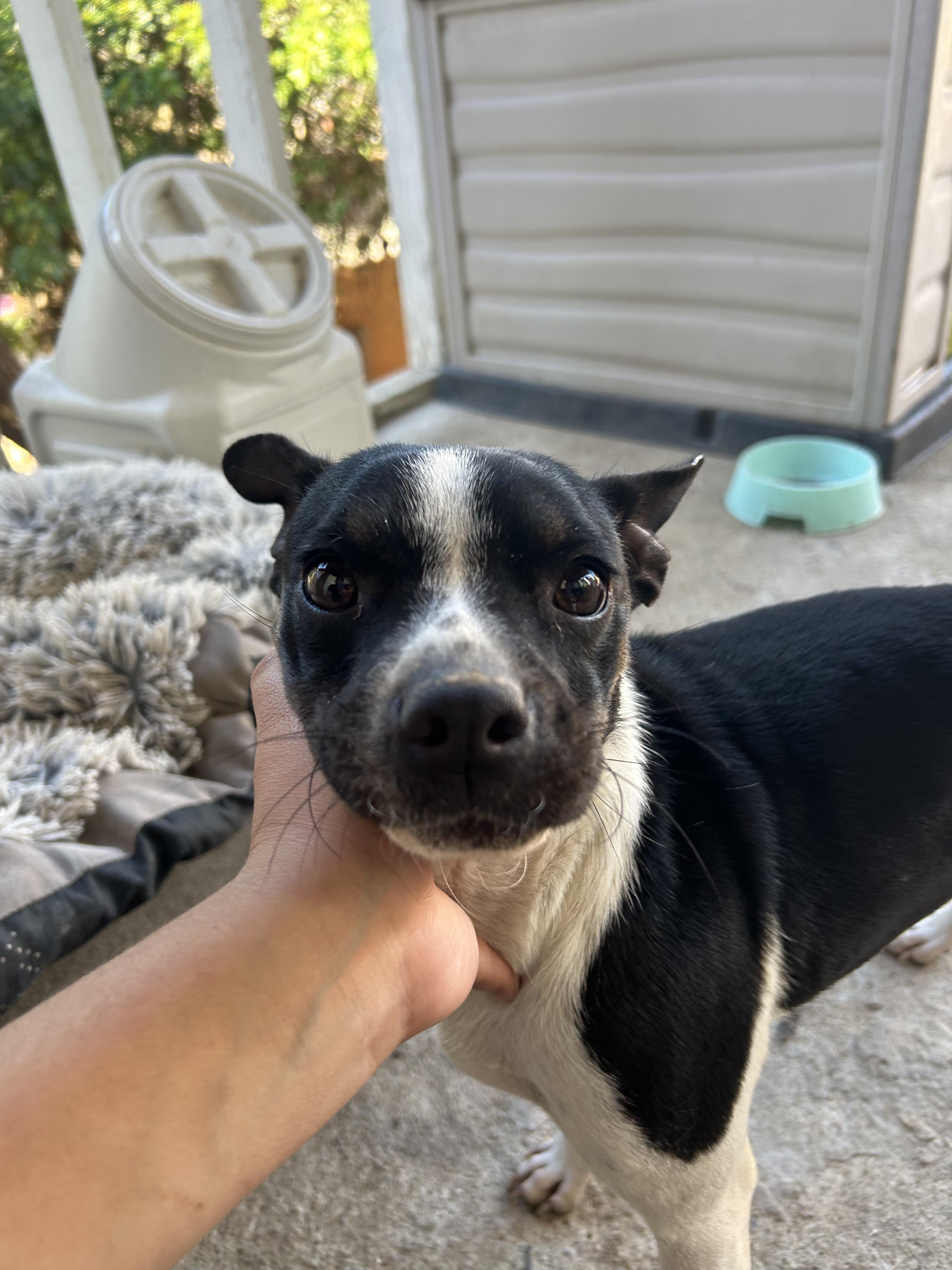 Enlarge Cruella, an adopted mixed breed in Tijuana, BCN image 3/6