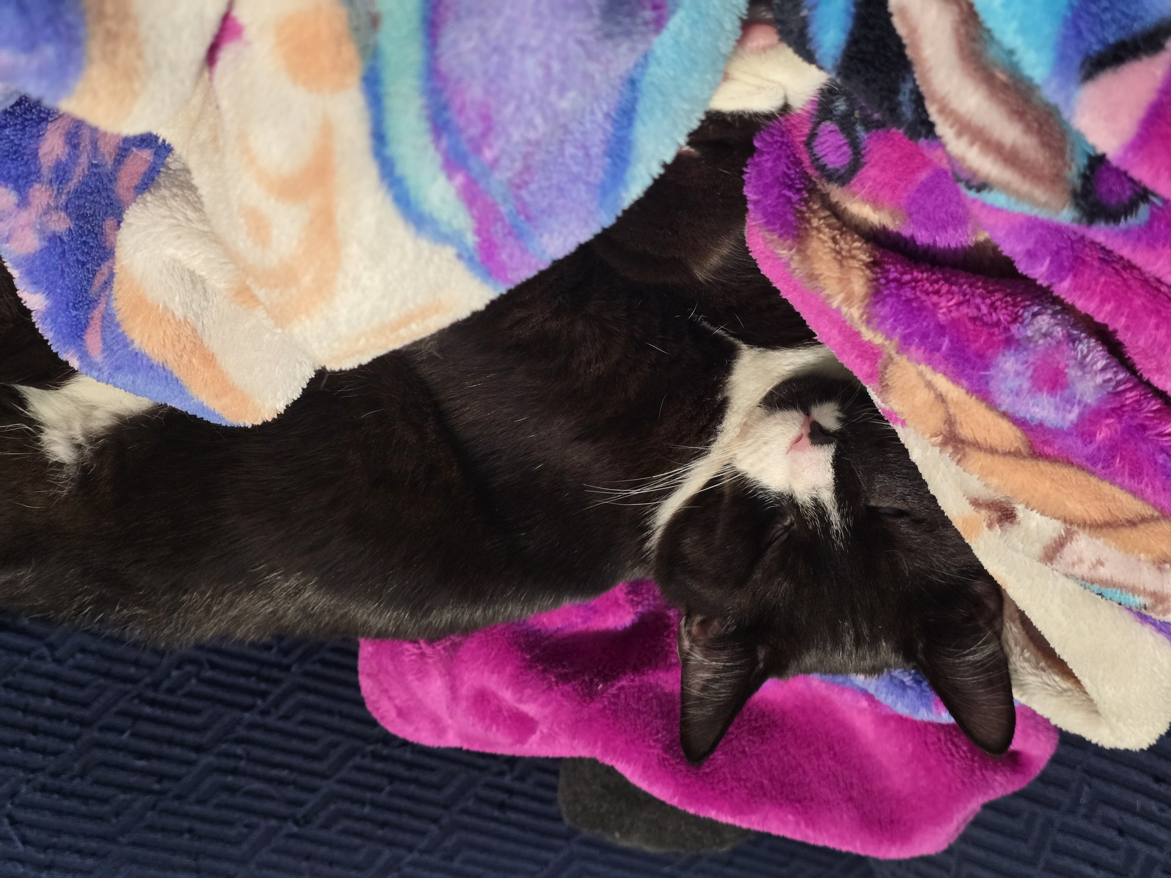 Pierre, an adoptable Domestic Short Hair in West Richland, WA, 99353 | Photo Image 3