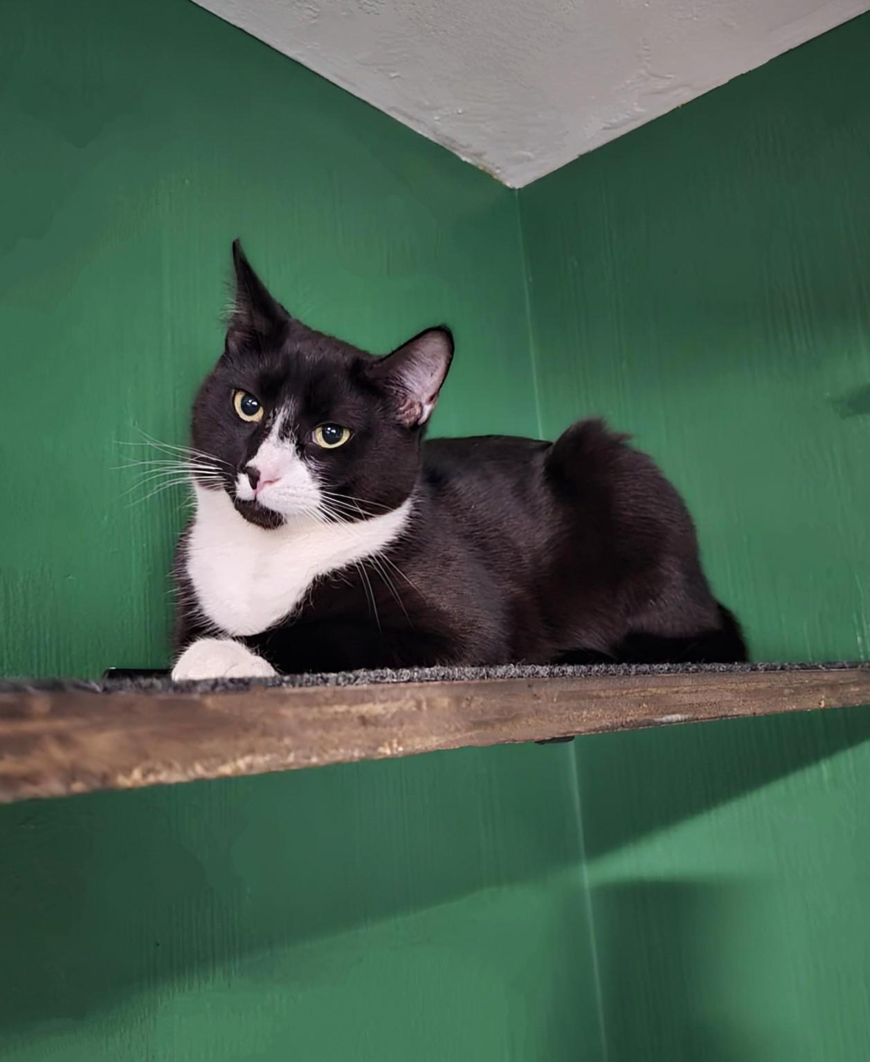 Pierre, an adoptable Domestic Short Hair in West Richland, WA, 99353 | Photo Image 1