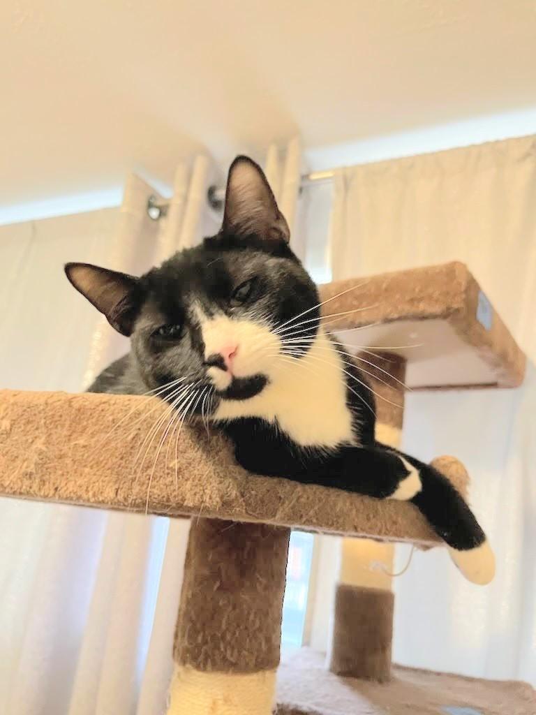 Pierre, an adoptable Domestic Short Hair in West Richland, WA, 99353 | Photo Image 6