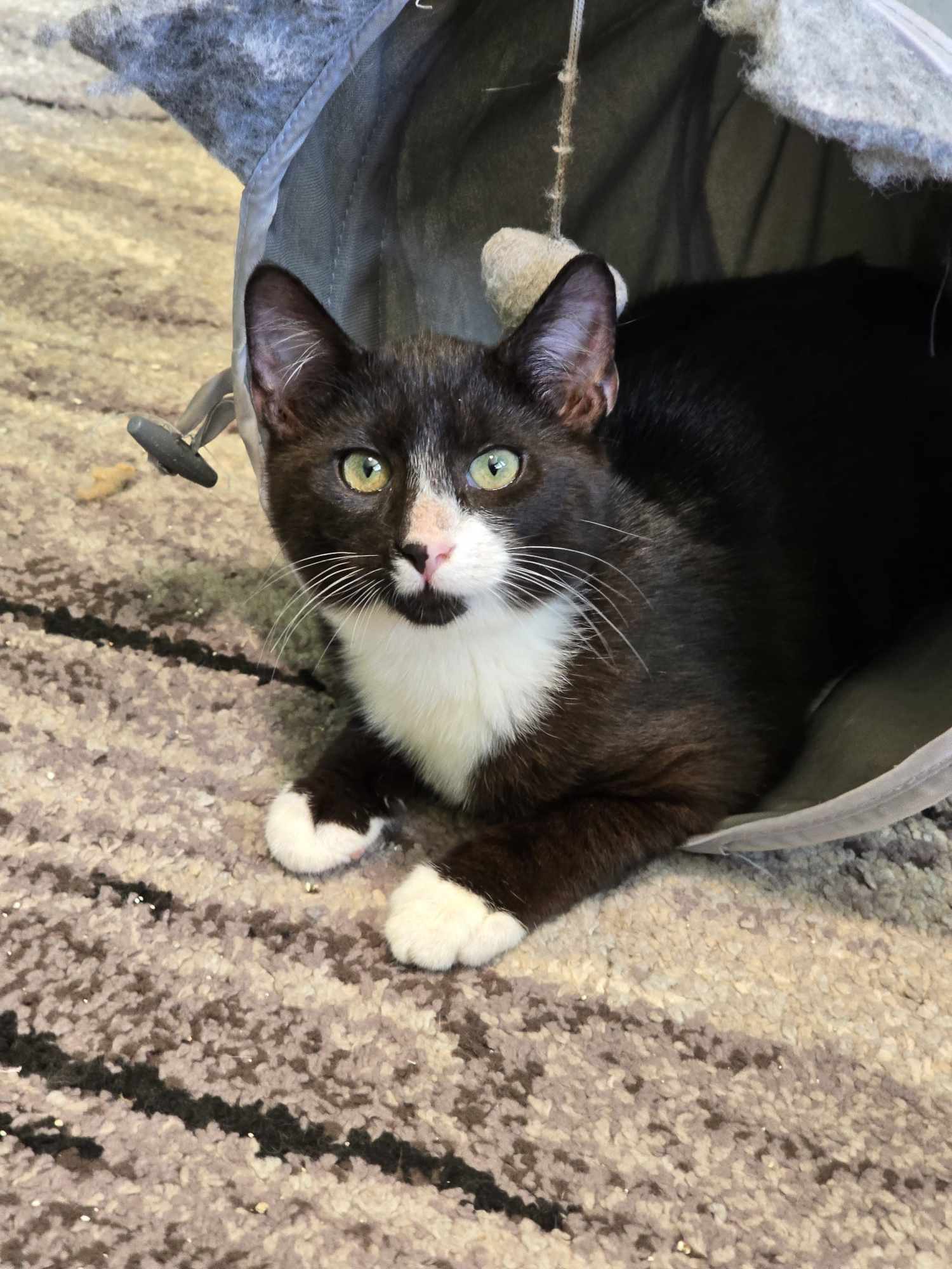 Pierre, an adoptable Domestic Short Hair in West Richland, WA, 99353 | Photo Image 2
