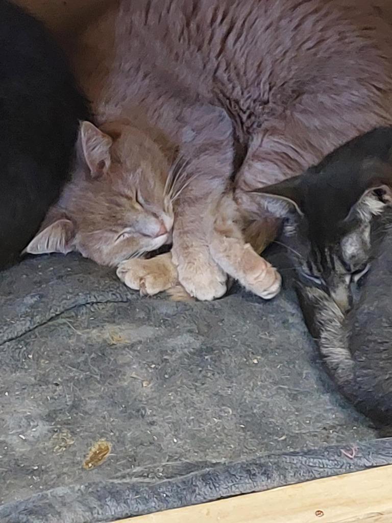 Garfield, Adoptable, Adult Male Domestic Short Hair.