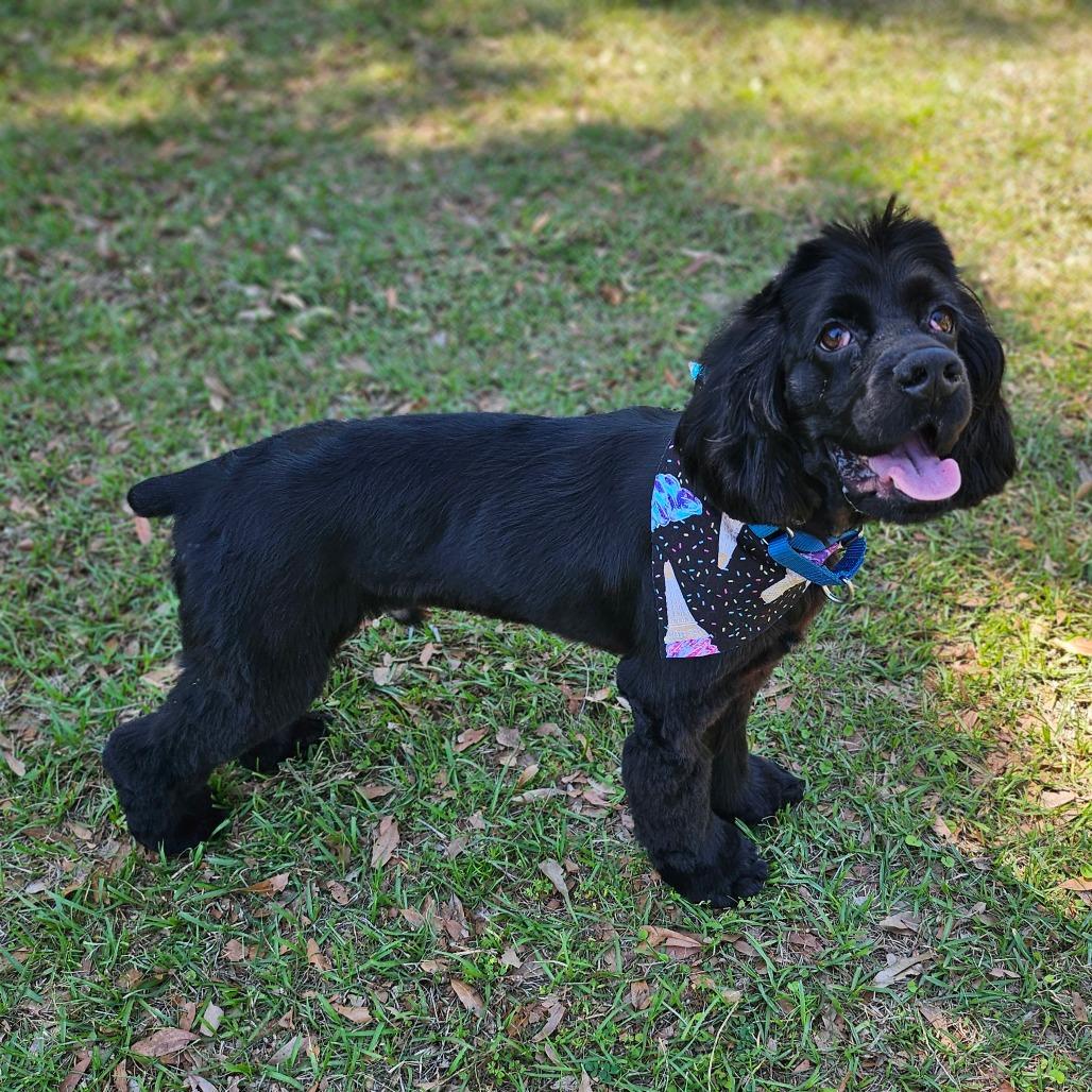 Darwin, Adoptable, Young Male Cocker Spaniel.