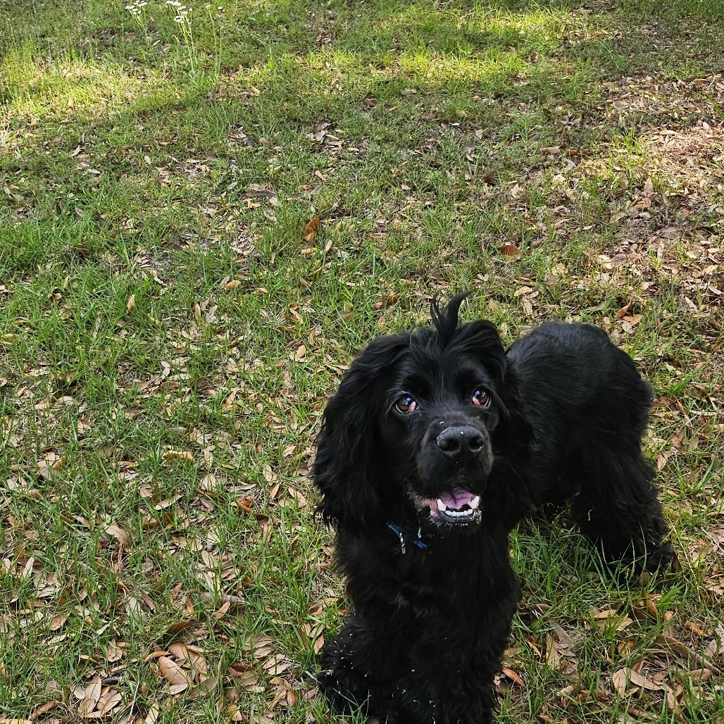 Darwin, a Adoptable Cocker Spaniel in Sarasota, FL image 2/6