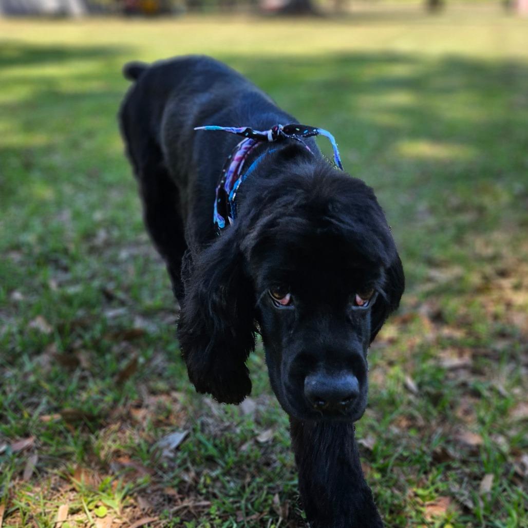 Darwin, a Adoptable Cocker Spaniel in Sarasota, FL image 3/6