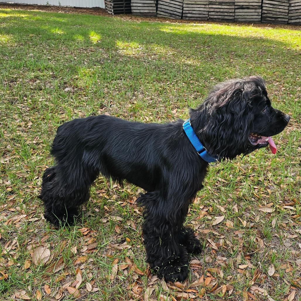 Darwin, a Adoptable Cocker Spaniel in Sarasota, FL image 4/6