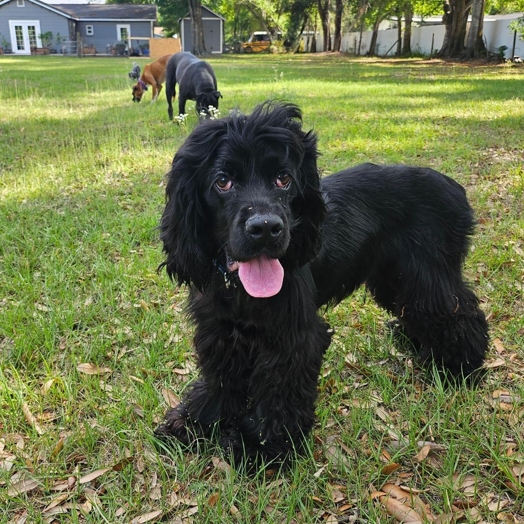 Darwin, a Adoptable Cocker Spaniel in Sarasota, FL image 5/6
