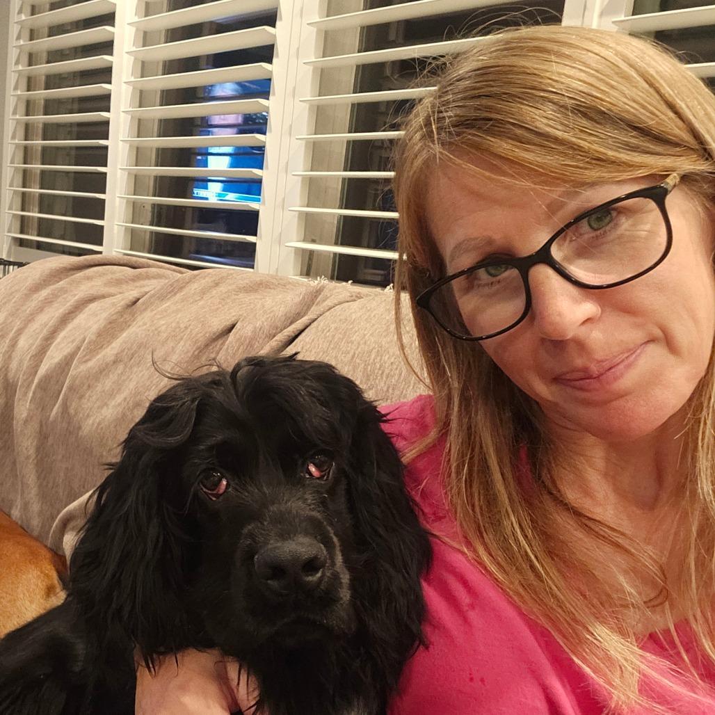 Darwin, a Adoptable Cocker Spaniel in Sarasota, FL image 6/6