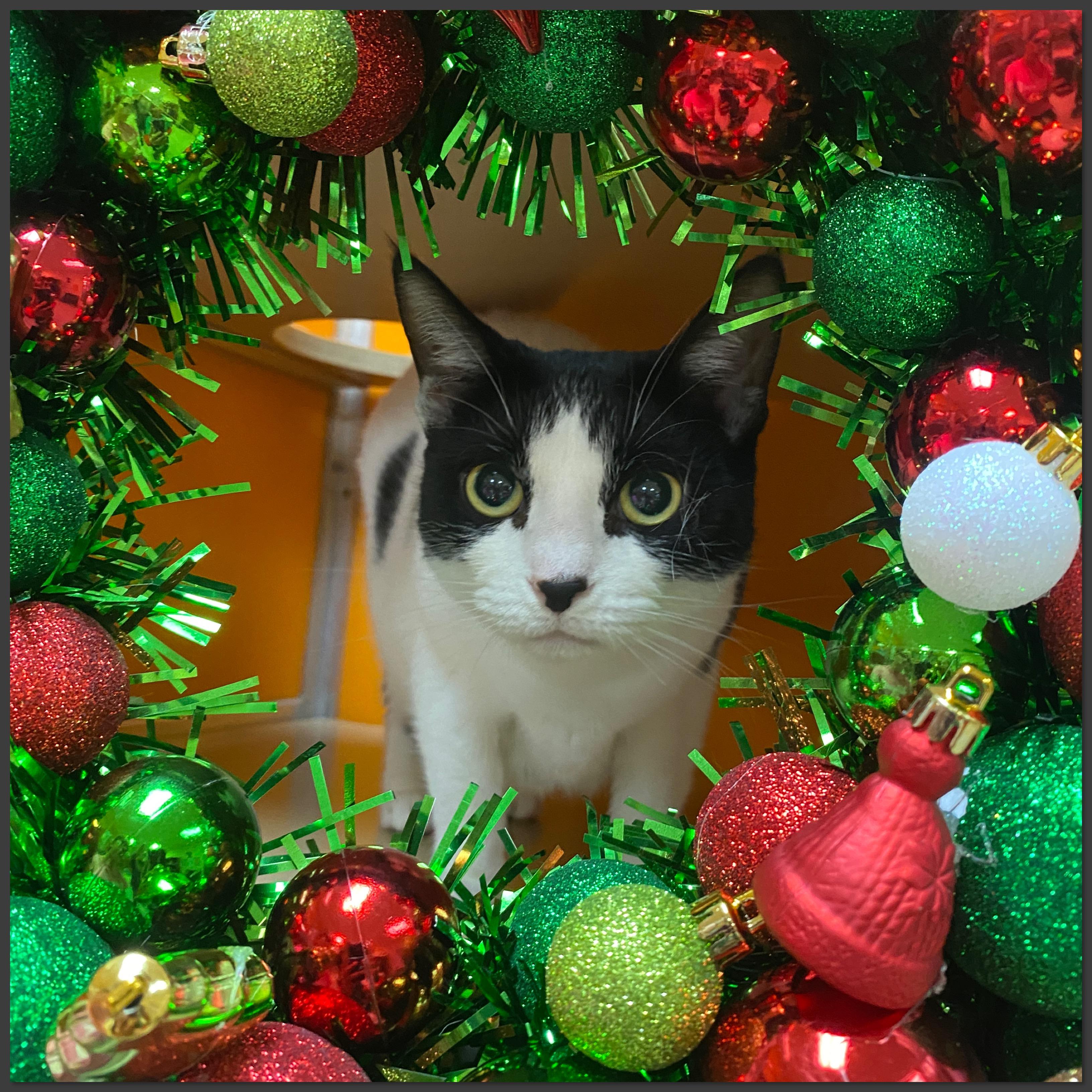 Nickie, Adoptable, Adult Female Domestic Short Hair.