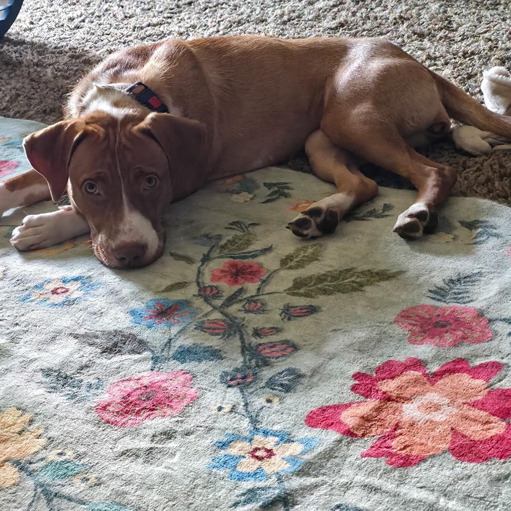 Goldie, Adoptable, Young Female Labrador Retriever & Mixed Breed.