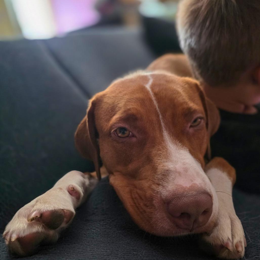 Enlarge Goldie, a Adoptable mixed breed in Valparaiso, IN image 2/4