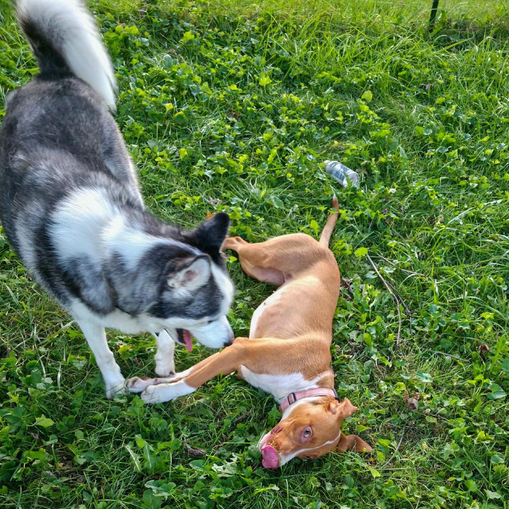 Enlarge Goldie, a Adoptable mixed breed in Valparaiso, IN image 3/4