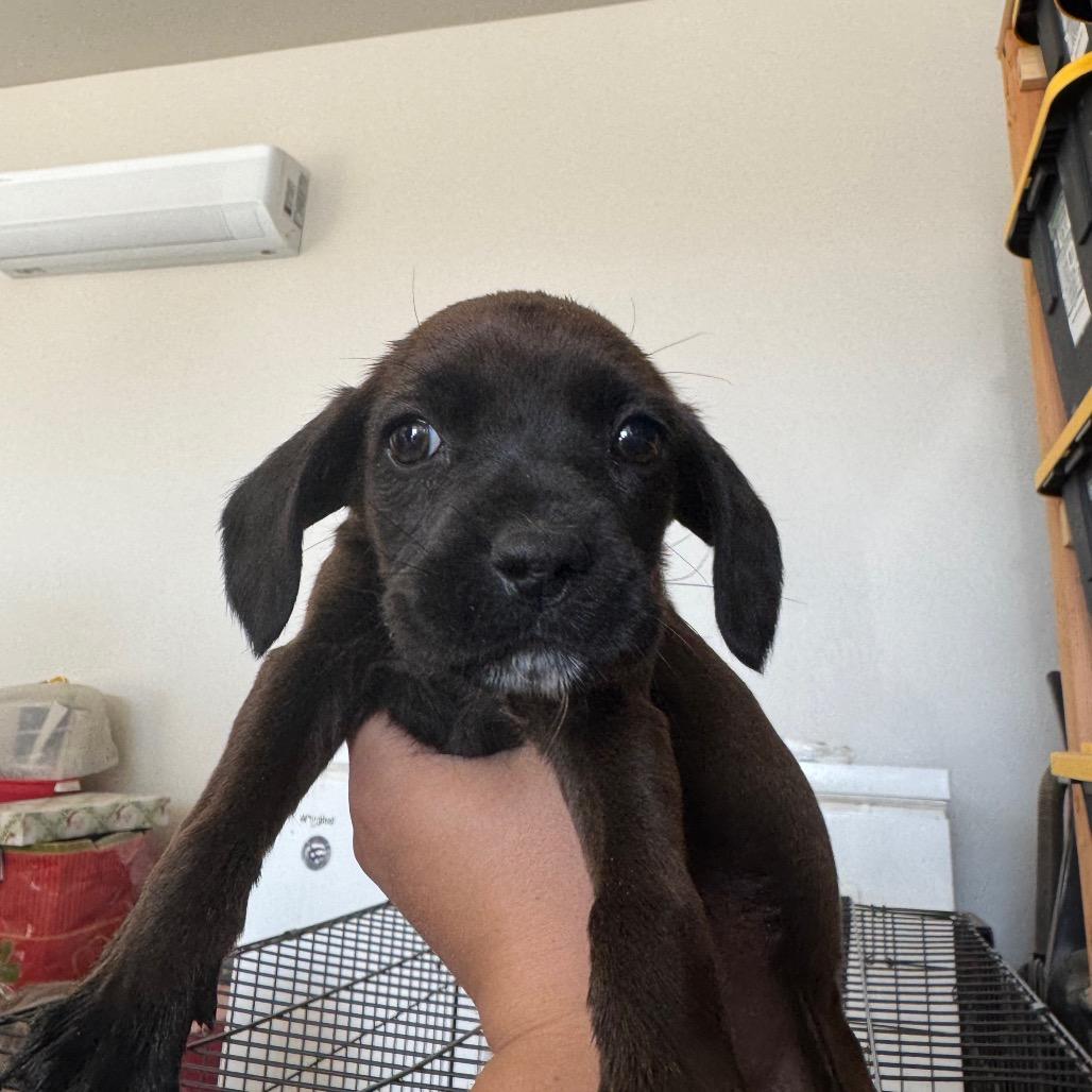 Dove, a Adoptable mixed breed in Tonopah, AZ image 2/6