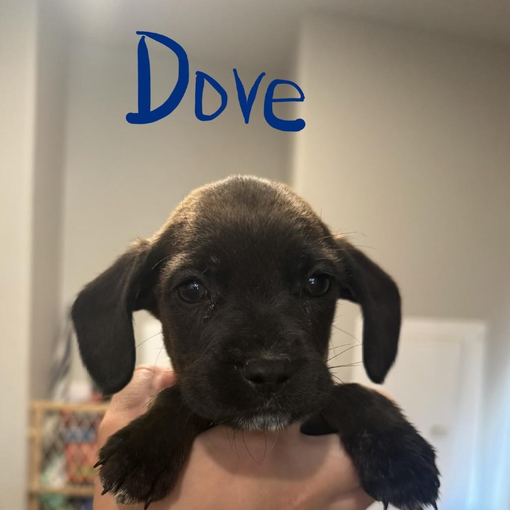 Dove, a Adoptable mixed breed in Tonopah, AZ image 5/6