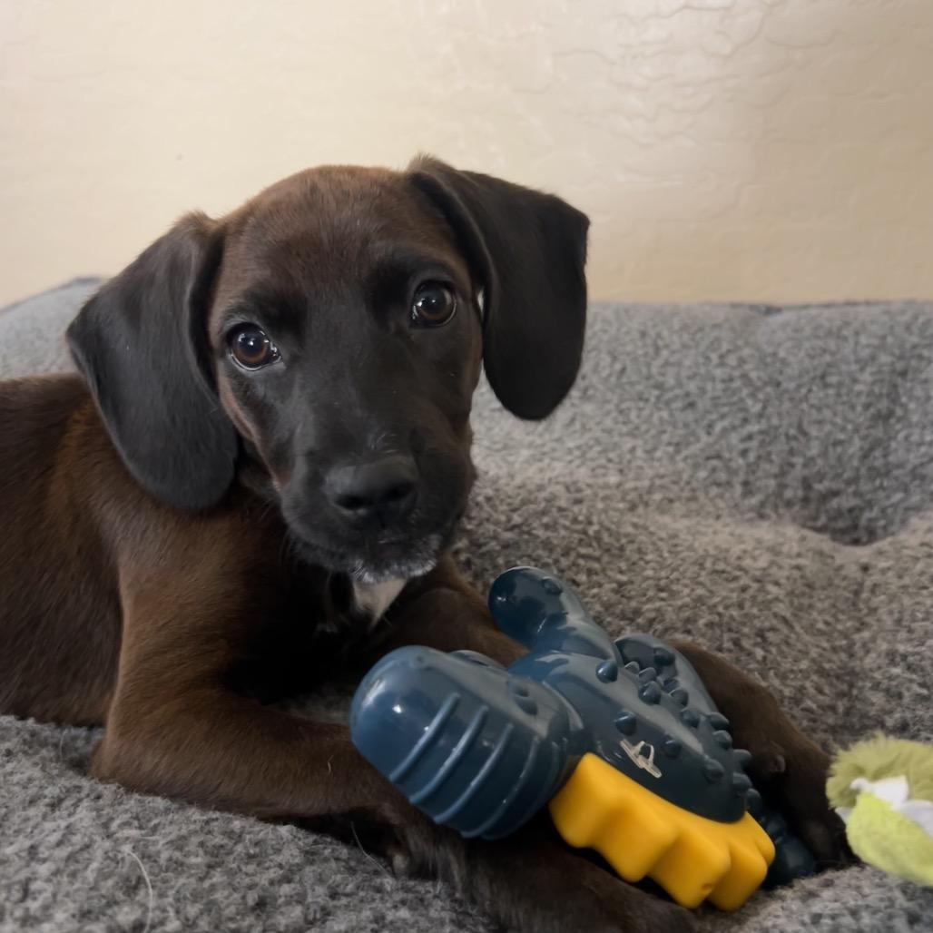 Dove, a Adoptable mixed breed in Tonopah, AZ image 3/6