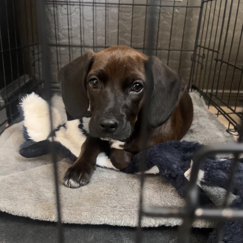 Dove, a Adoptable mixed breed in Tonopah, AZ image 4/6