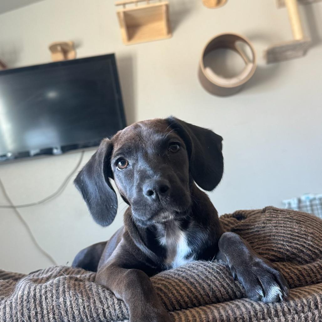 Dove, a Adoptable mixed breed in Tonopah, AZ image 6/6