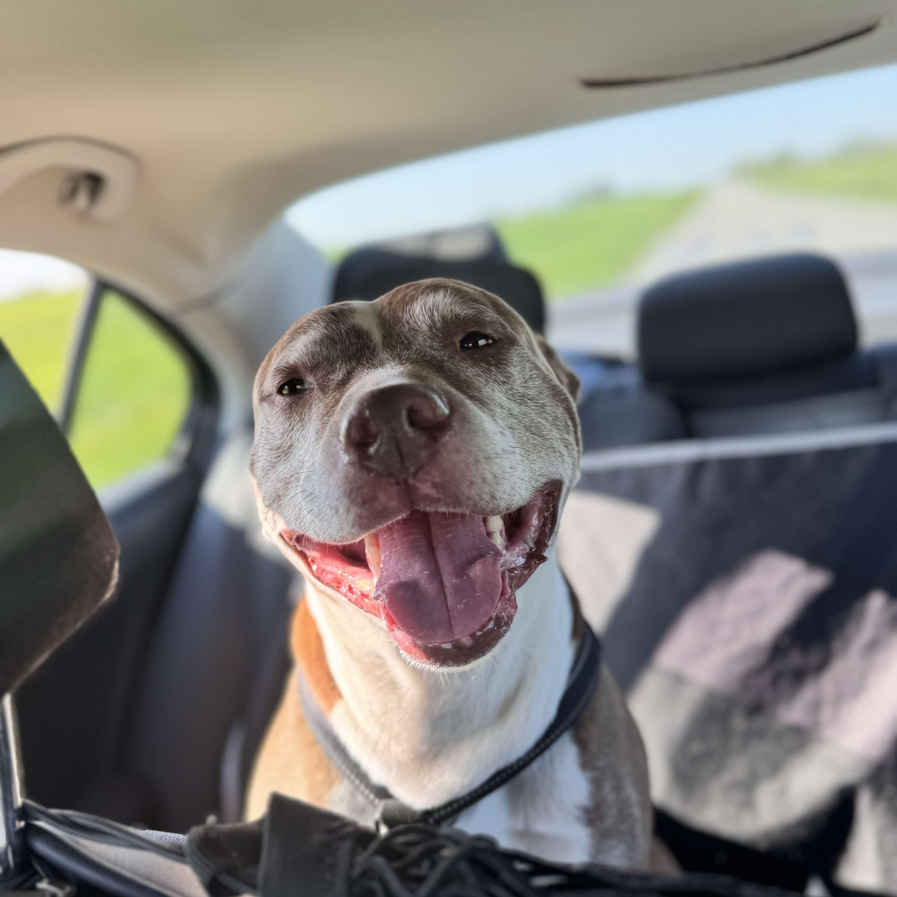 Kaiser, Adult Male Pit Bull Terrier