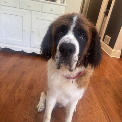 Saint Francis, Adoptable, Adult Female Saint Bernard.