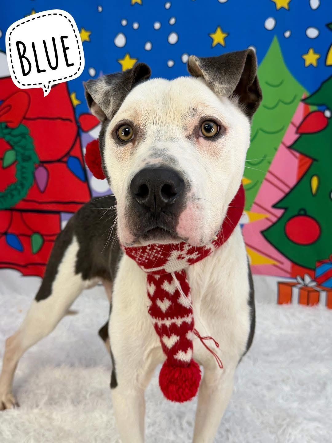 Enlarge Blue, a ADOPTABLE Mixed Breed in Flint, MI image 1/1