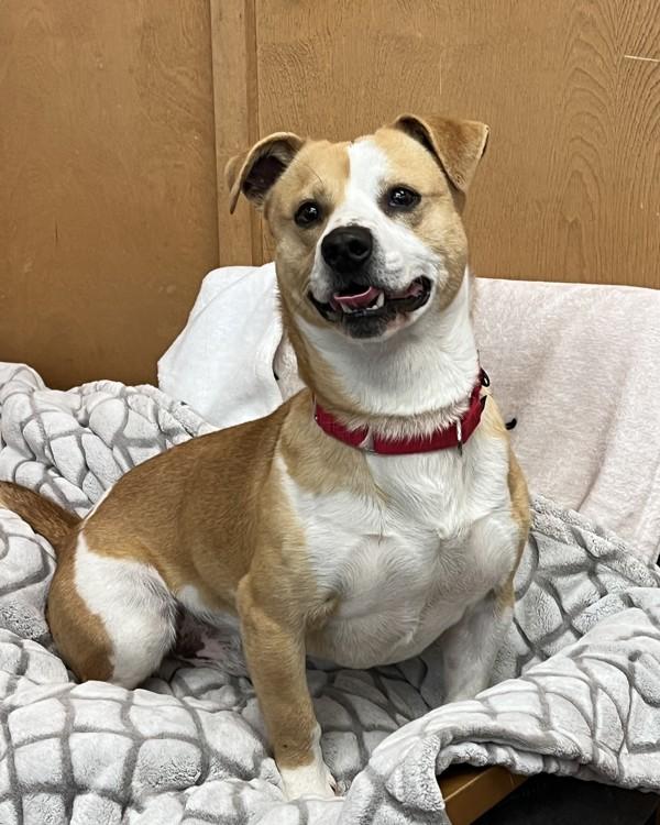 Spud, a Adoptable mixed breed in Novato, CA image 1/6