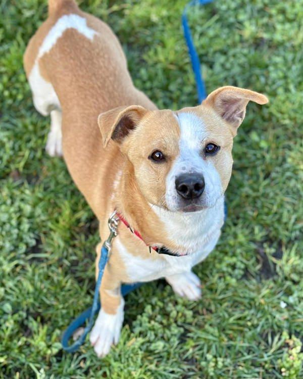Spud, a Adoptable mixed breed in Novato, CA image 2/6