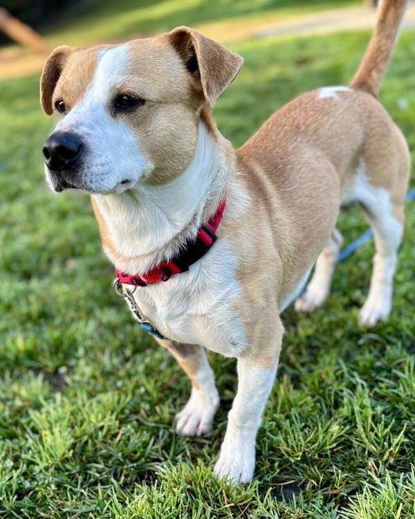 Spud, a Adoptable mixed breed in Novato, CA image 4/6