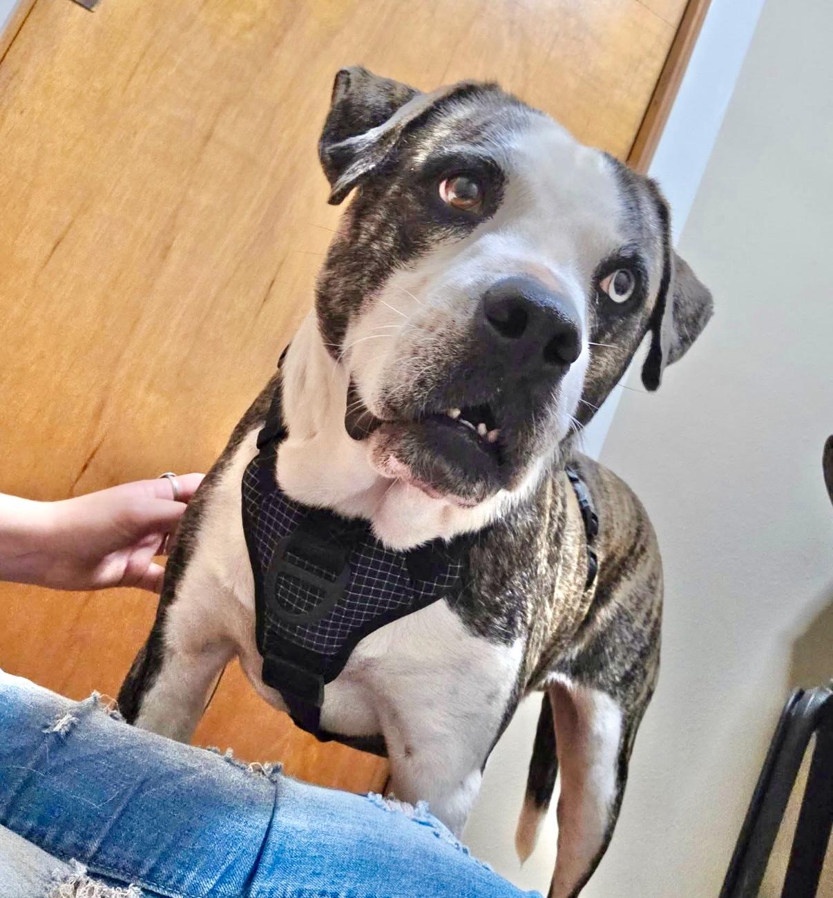 Bambino, an adoptable Catahoula Leopard Dog in Jerome, ID, 83338 | Photo Image 2