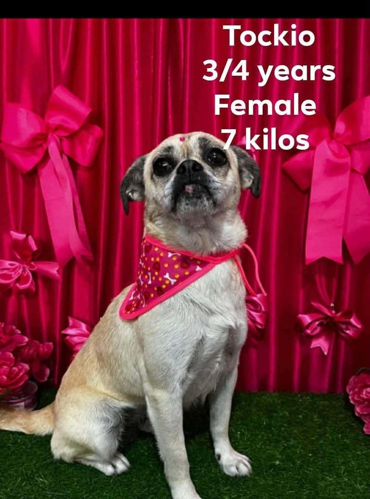 Enlarge Tockio, a Adoptable mixed breed in Cortez, CO image 1/1