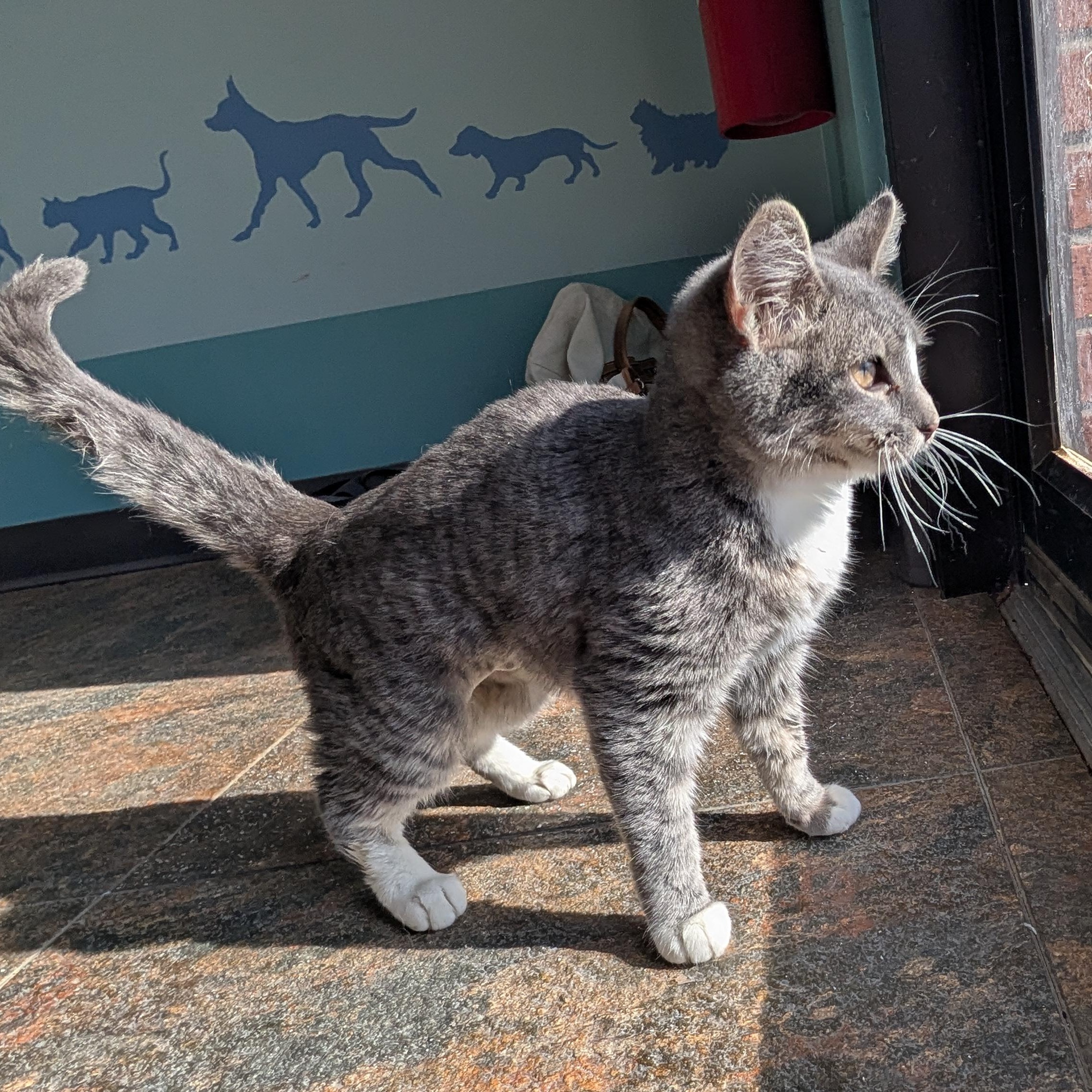 Whatchamacallit, ADOPTABLE, Kitten Female Domestic Short Hair.