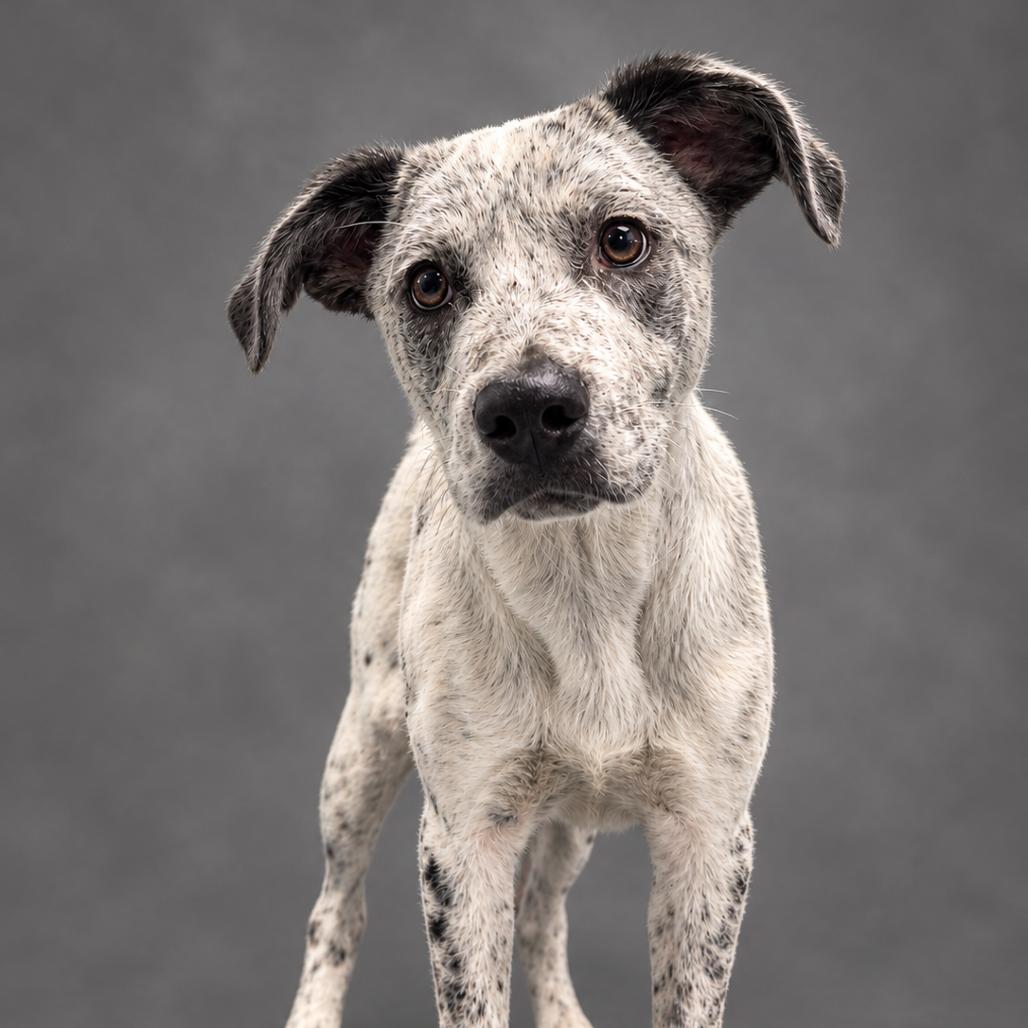 Enlarge Victor, a Adoptable mixed breed in Enid, OK image 1/1
