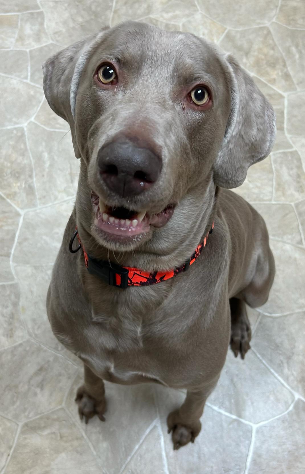 Enlarge Duke, a Adoptable Weimaraner in Neillsville, WI image 1/5
