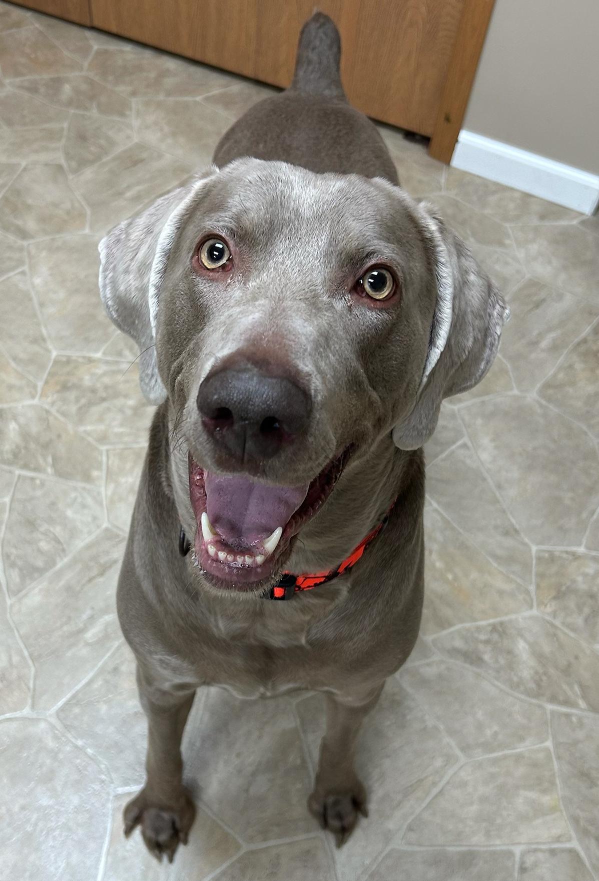 Enlarge Duke, a Adoptable Weimaraner in Neillsville, WI image 3/5