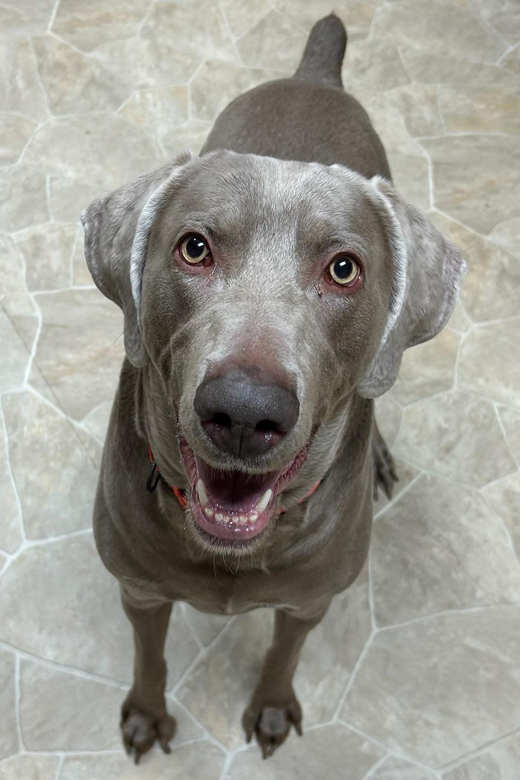 Enlarge Duke, a Adoptable Weimaraner in Neillsville, WI image 5/5