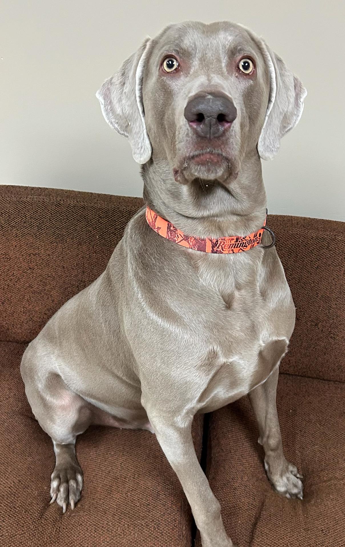Enlarge Duke, a Adoptable Weimaraner in Neillsville, WI image 2/5