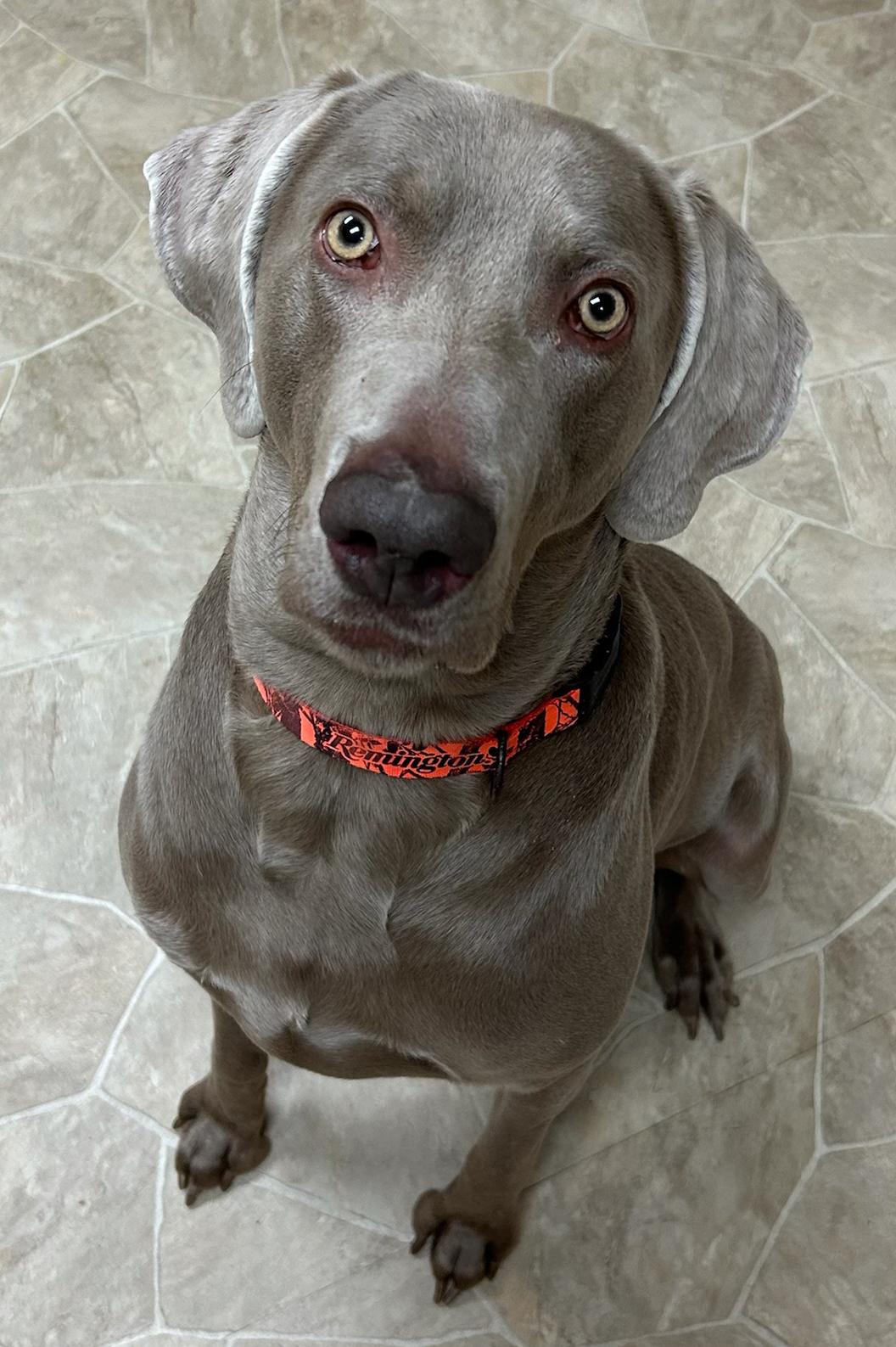 Enlarge Duke, a Adoptable Weimaraner in Neillsville, WI image 4/5