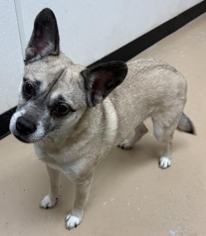 Enlarge Jordan, a Adoptable mixed breed in Phoenix, AZ image 1/1