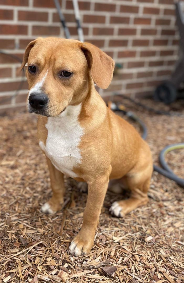 ROMA, Adopted, Adult Male Beagle.