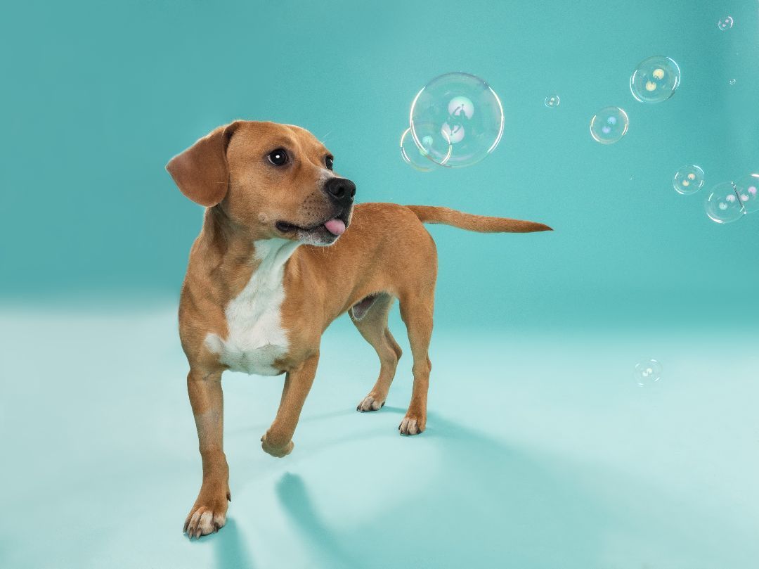 Enlarge ROMA, a Adopted mixed breed in Seattle, WA image 2/5