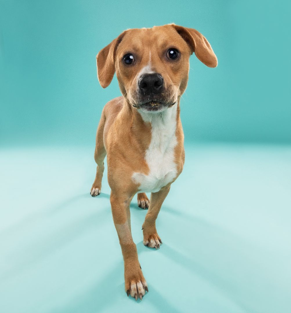 Enlarge ROMA, a Adopted mixed breed in Seattle, WA image 3/5