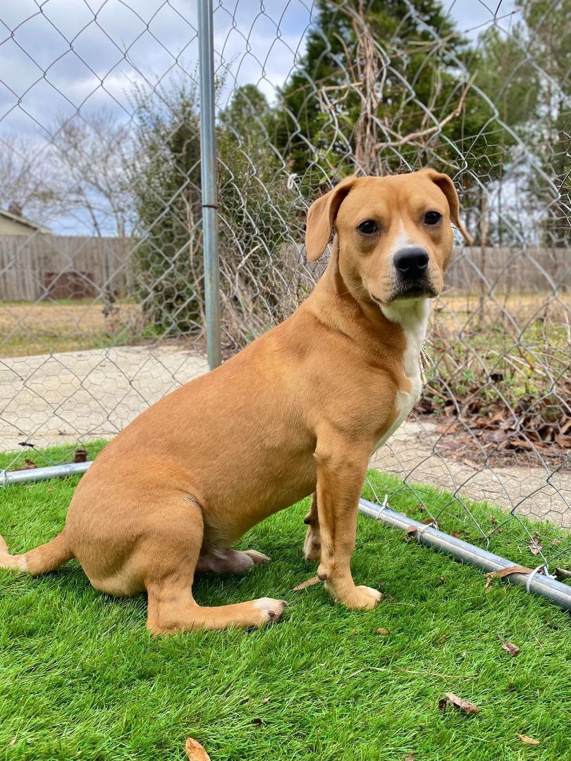 Enlarge ROMA, a Adopted mixed breed in Seattle, WA image 4/5